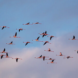 Lake Chitu - Flamingos in flight